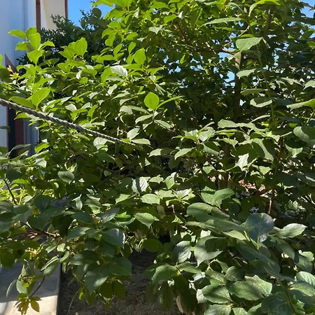 Mugladaki Eviniz * Muğla